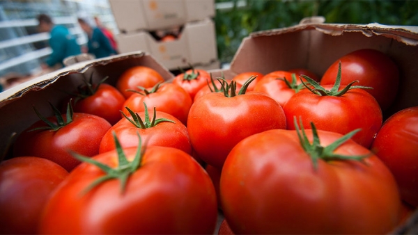 Пошлины на импортные томаты в России могут взлететь до 80% 